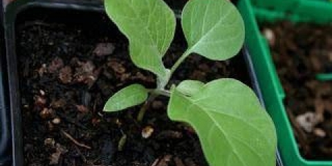 Kada sijati sadnice patlidžana u sibiru